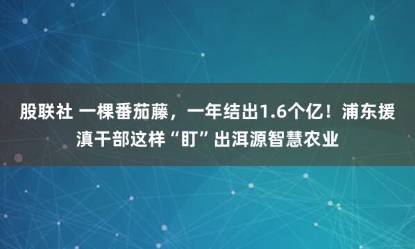 股联社 一棵番茄藤，一年结出1.6个亿！浦东援滇干部这样“盯”出洱源智慧农业